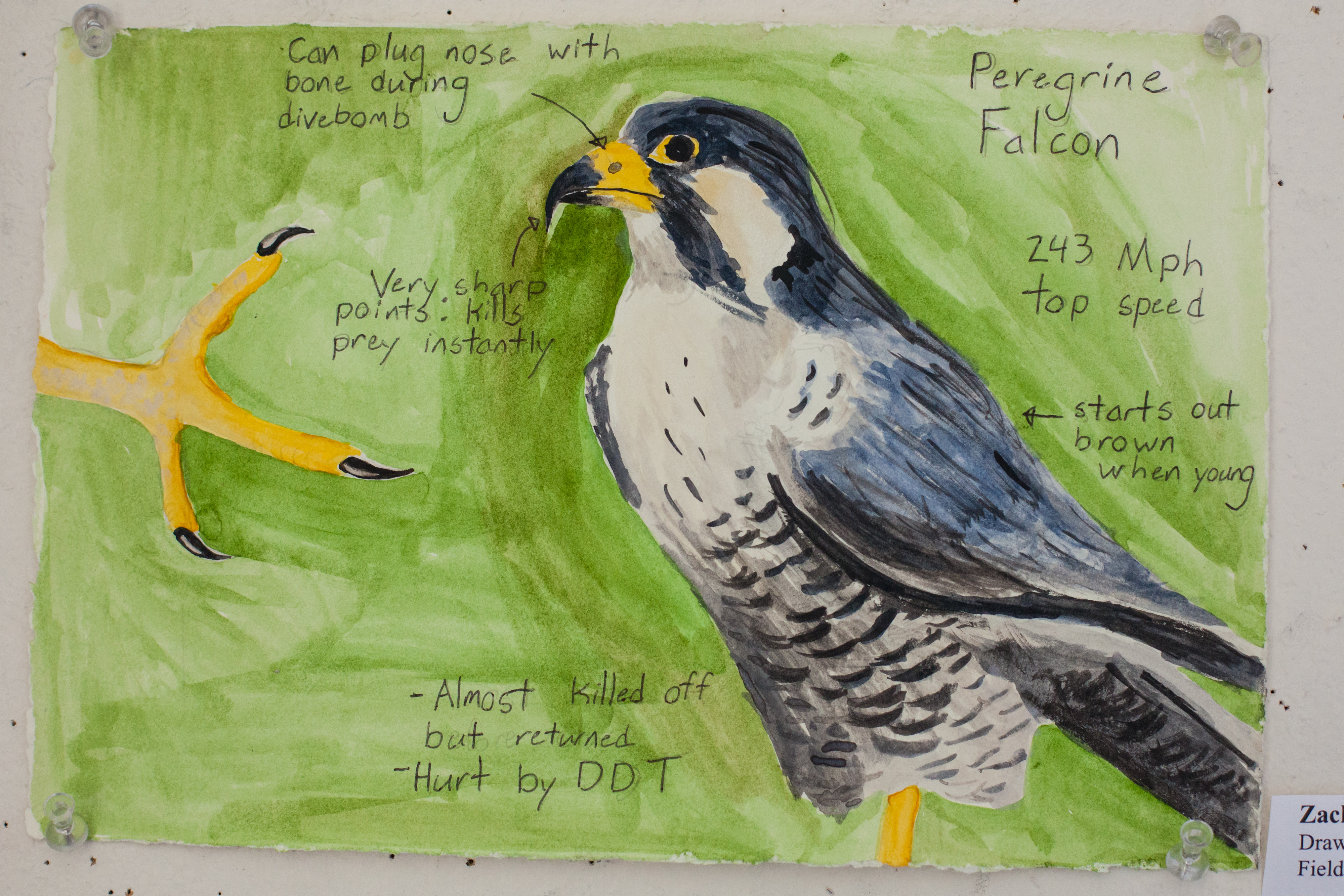 Drawing for Understanding in Field Science